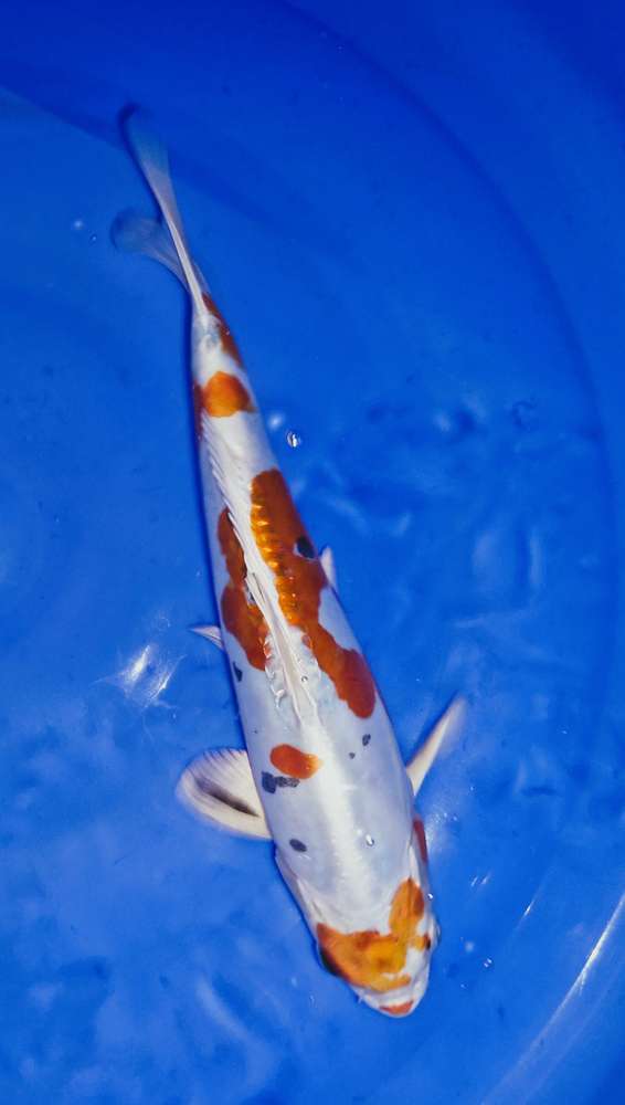 Yamatonishiki 34 cm Yamatonishiki 34 cm