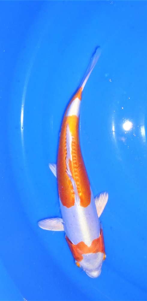 Doitsu Hariwake 34 cm Doitsu Hariwake 34 cm