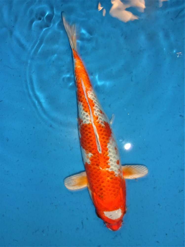 Kujaku 33 cm Kujaku 33 cm