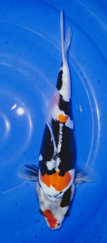 Doitsu Showa 38 cm Doitsu Showa 38 cm