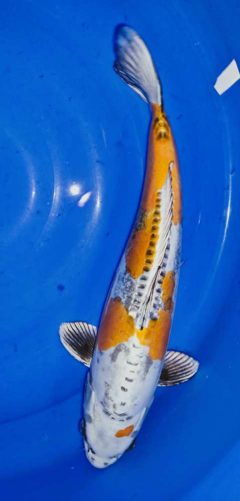 Kin Kikokuryu 45 cm Kin Kikokuryu 45 cm