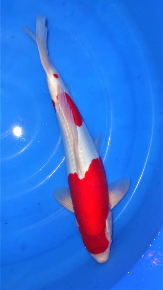 Doitsu Kohaku 45 cm Doitsu Kohaku 45 cm