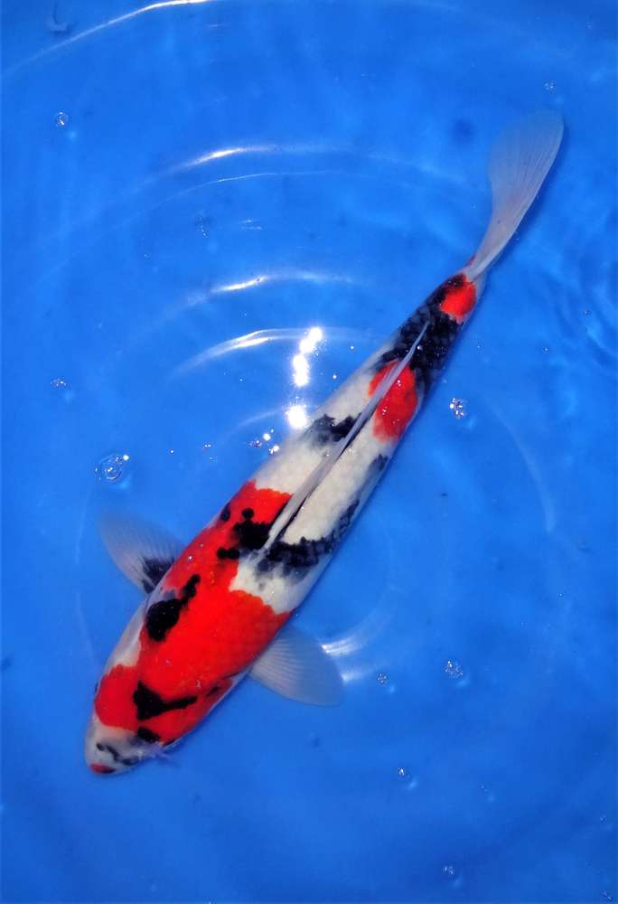 Showa 41 cm Showa 41 cm