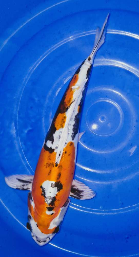 Yamatonishiki 51 cm Yamatonishiki 51 cm
