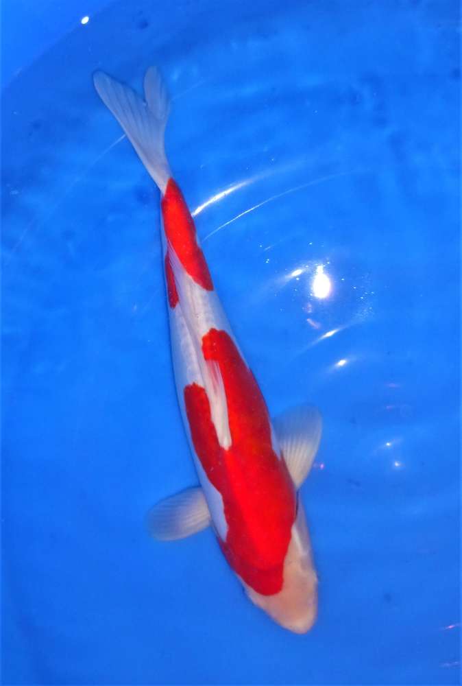 Doitsu Kohaku 37 cm Doitsu Kohaku 37 cm