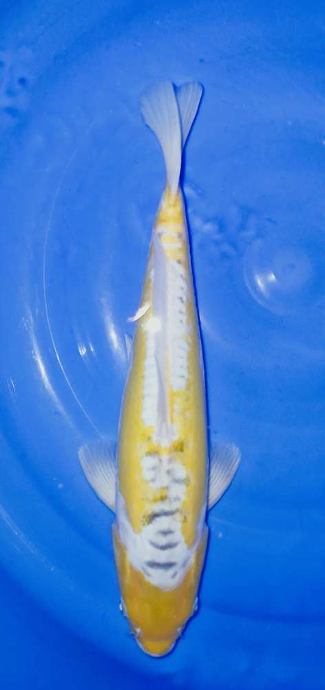 Ki Shusui 41 cm Ki Shusui 41 cm
