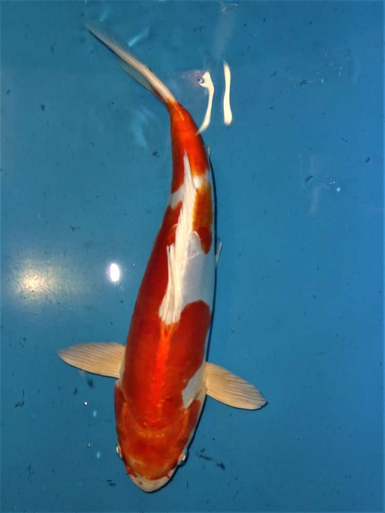 Kikusui 35 cm Kikusui 35 cm