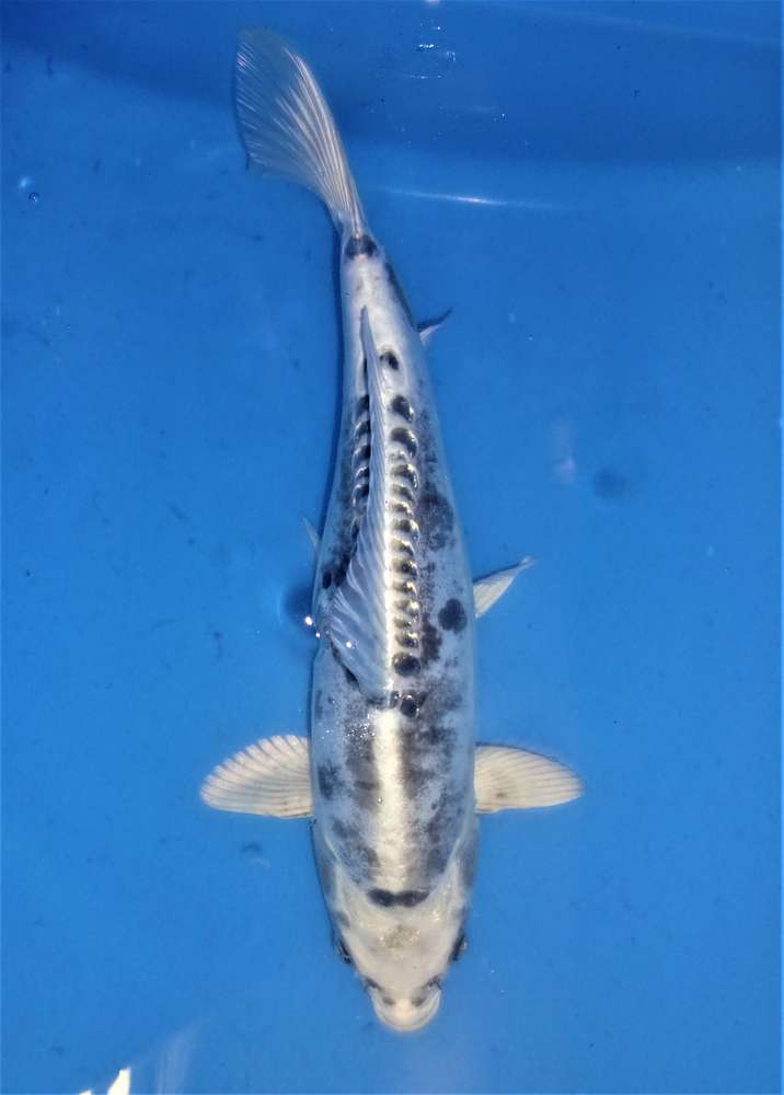 Kikokuryu 37 cm Kikokuryu 37 cm
