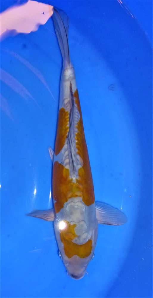 Doitsu Ochiba 38 cm Doitsu Ochiba 38 cm