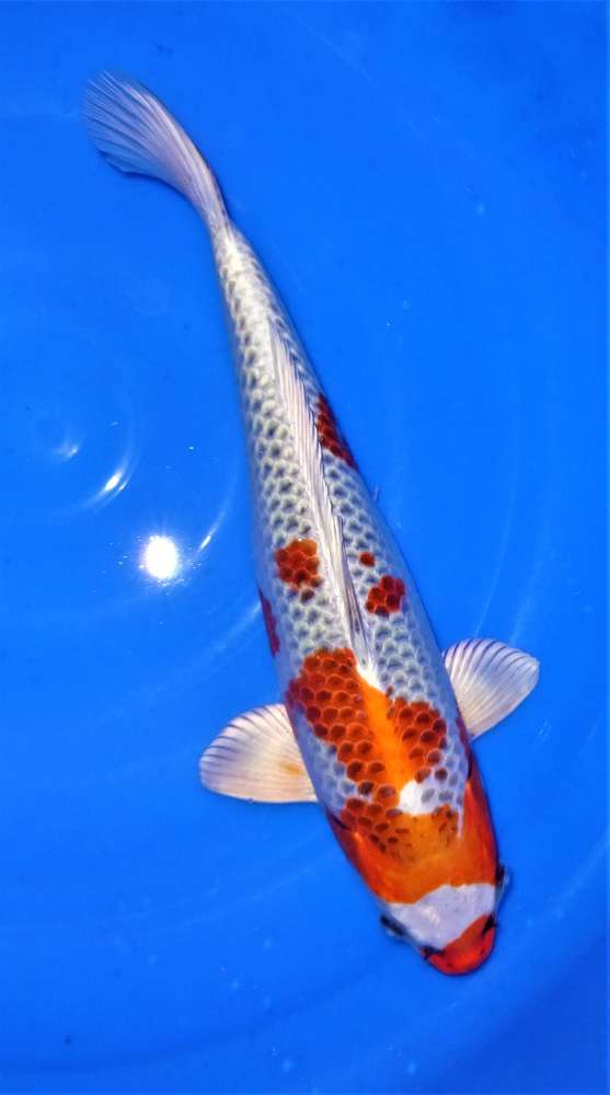 Kujaku 40 cm Kujaku 40 cm