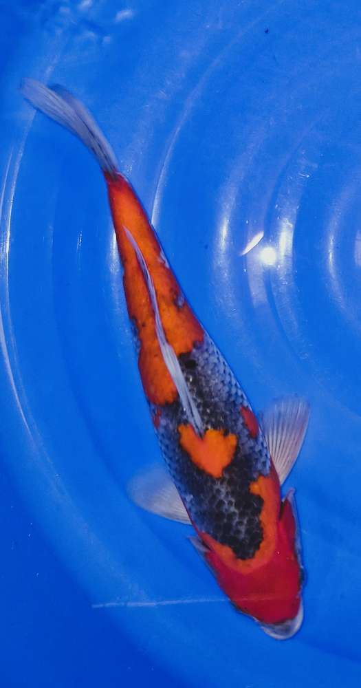 Goshiki 39 cm Goshiki 39 cm