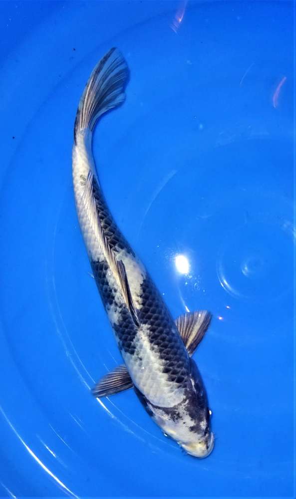 Utsuri 41 cm Utsuri 41 cm