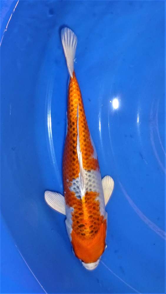 Kujaku 36 cm Kujaku 36 cm