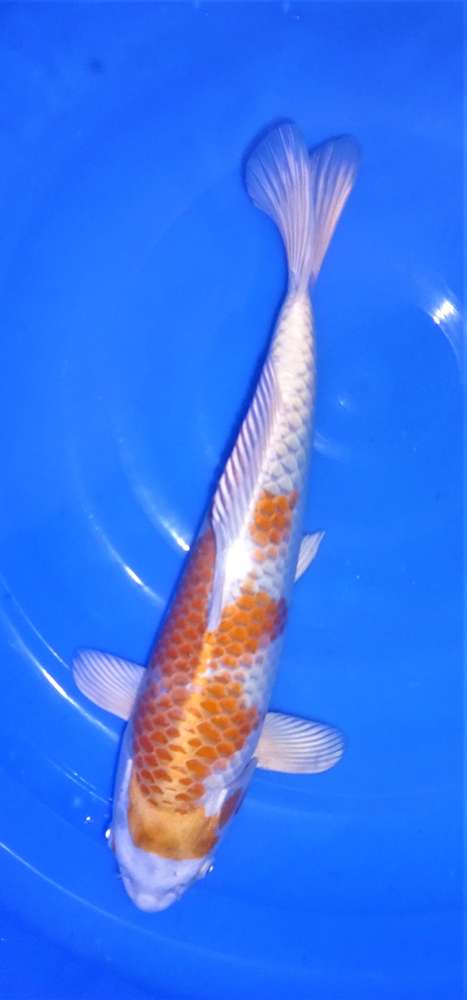 Hariwake 40 cm Hariwake 40 cm
