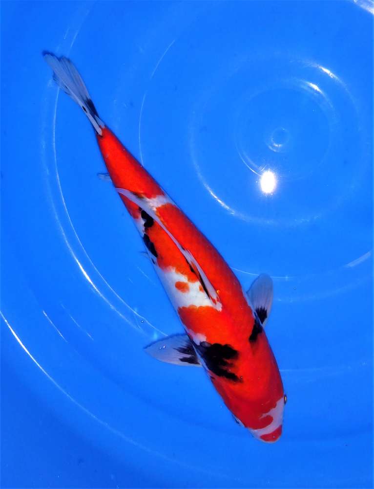 Showa 38 cm Showa 38 cm
