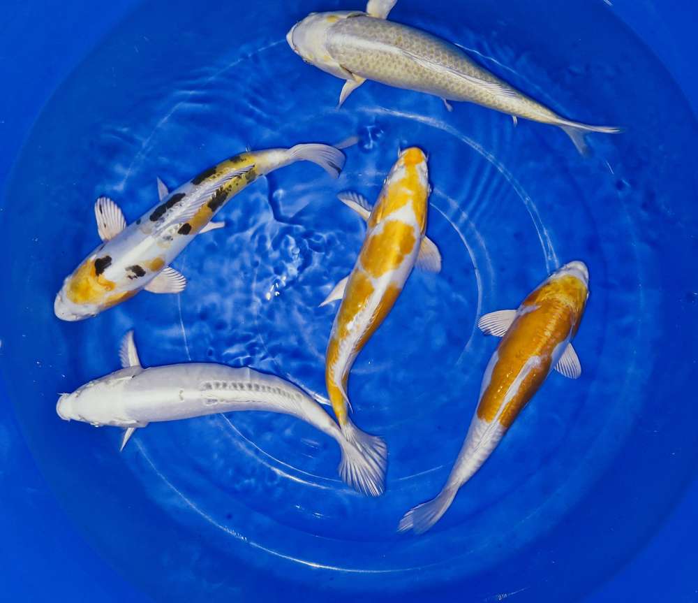Hi Quality Mix 35-40 cm Hi Quality Mix 35-40 cm
