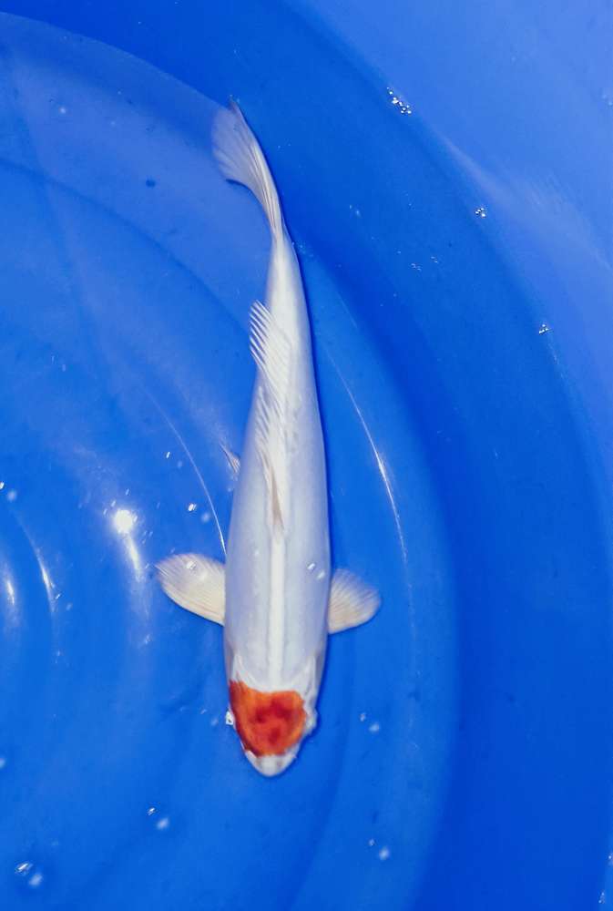 Tancho 38 cm Tancho 38 cm