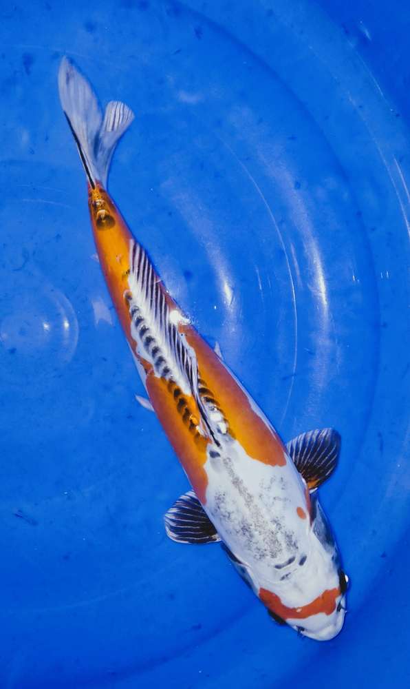 Kin Kikokuryu 43 cm Kin Kikokuryu 43 cm