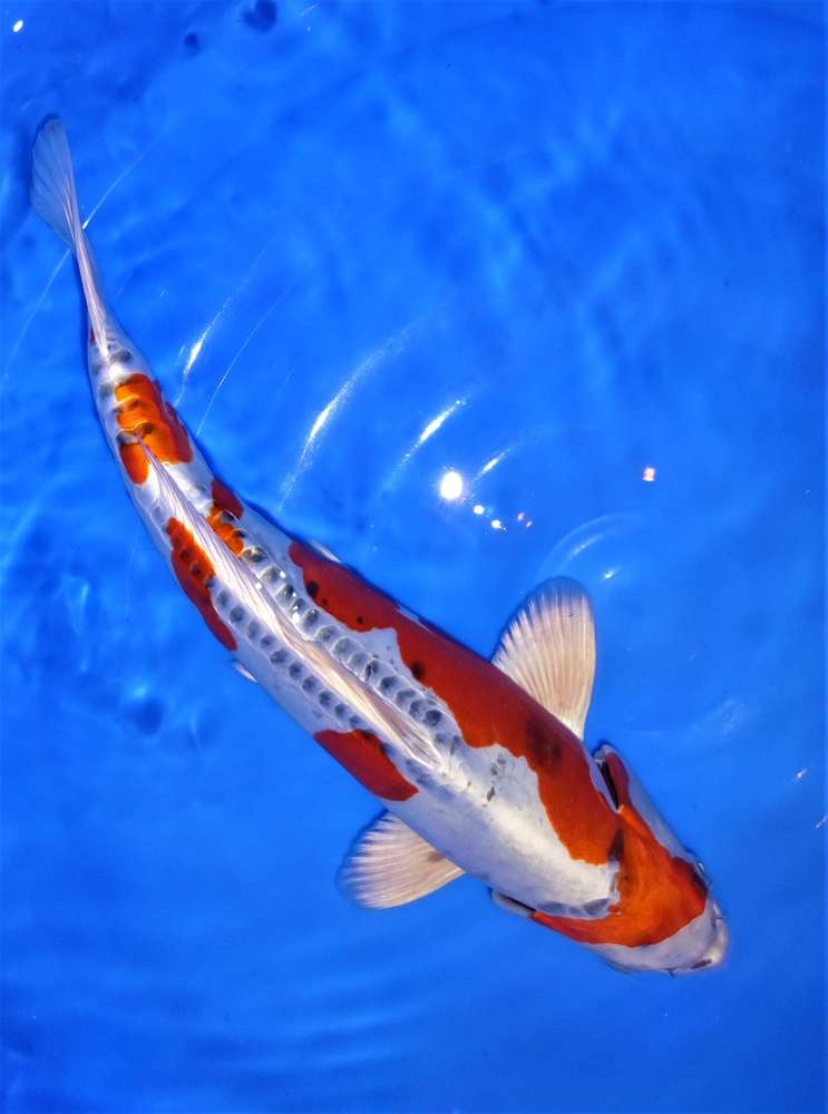 Beni Kikokuryu 45 cm Beni Kikokuryu 45 cm