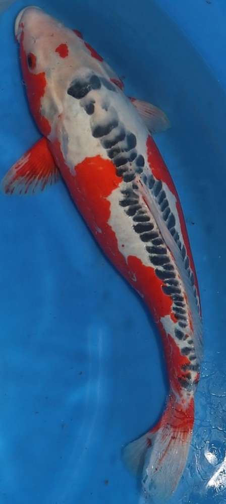Shusui 63 cm Shusui 63 cm