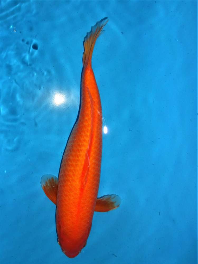Benigoi 45 cm Benigoi 45 cm