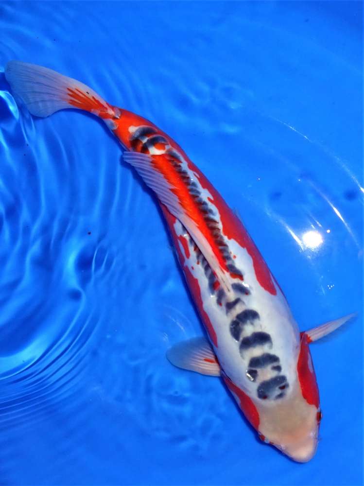 Shusui 41 cm Shusui 41 cm
