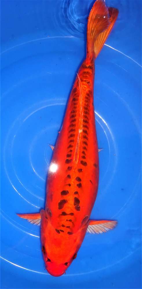 Aka Mizuho 64 cm Aka Mizuho 64 cm