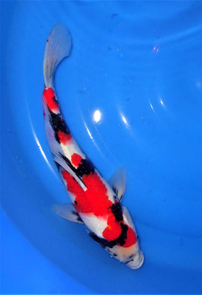 Showa 39 cm Showa 39 cm