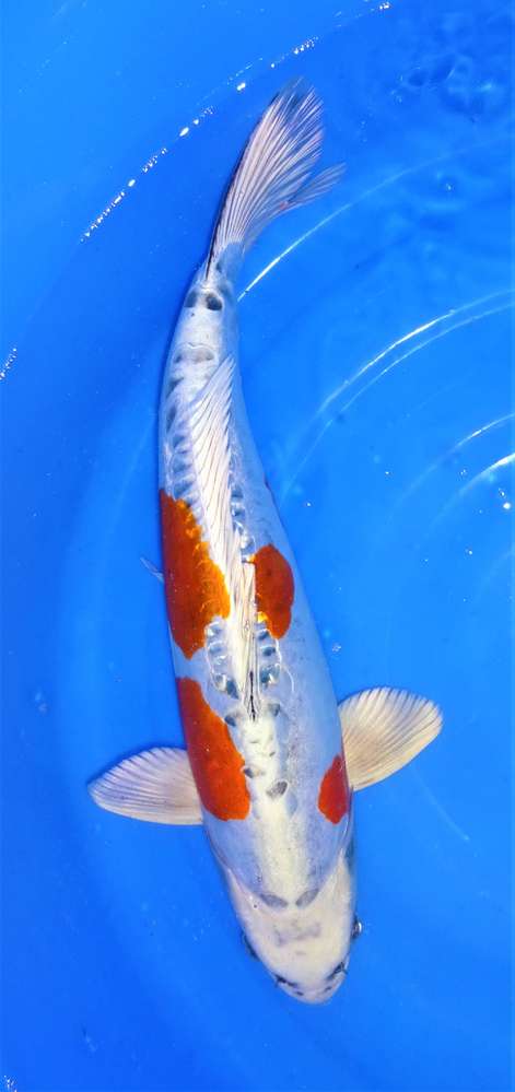 Beni Kikokuryu 54 cm Beni Kikokuryu 54 cm