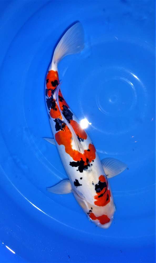 Doitsu Sanke 50 cm Doitsu Sanke 50 cm
