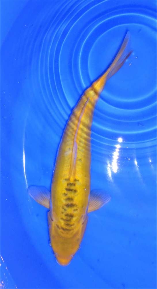 Ki Shusui 38 cm Ki Shusui 38 cm