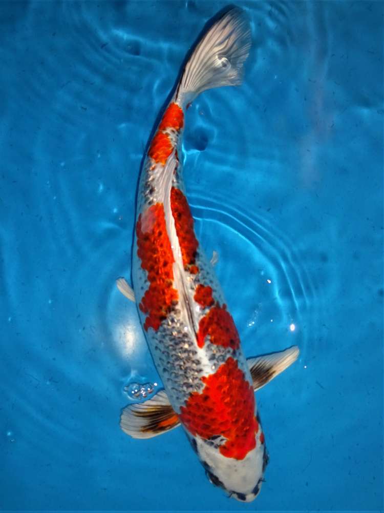 Kujaku 40 cm Kujaku 40 cm