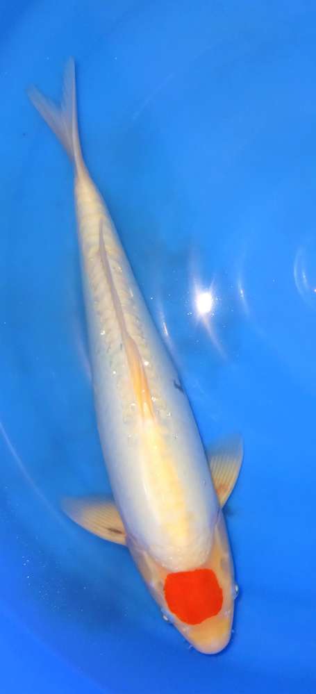 Tancho Showa 45 cm Tancho Showa 45 cm