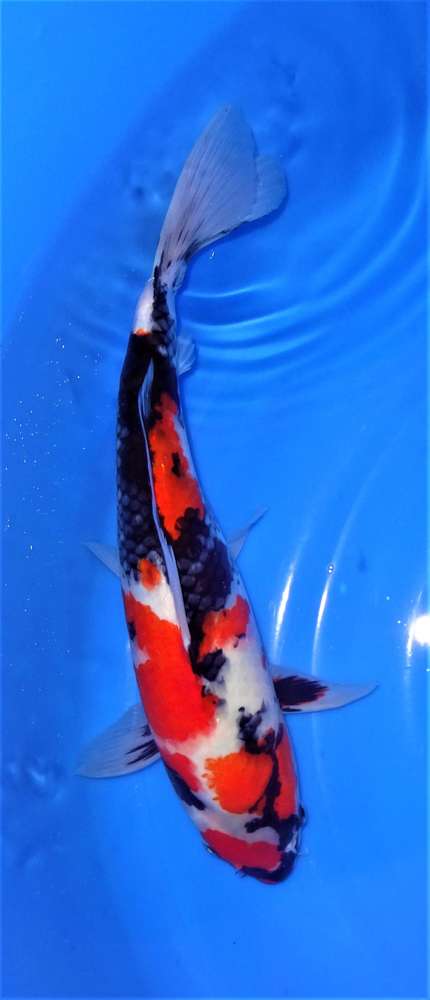 Showa 38 cm Showa 38 cm