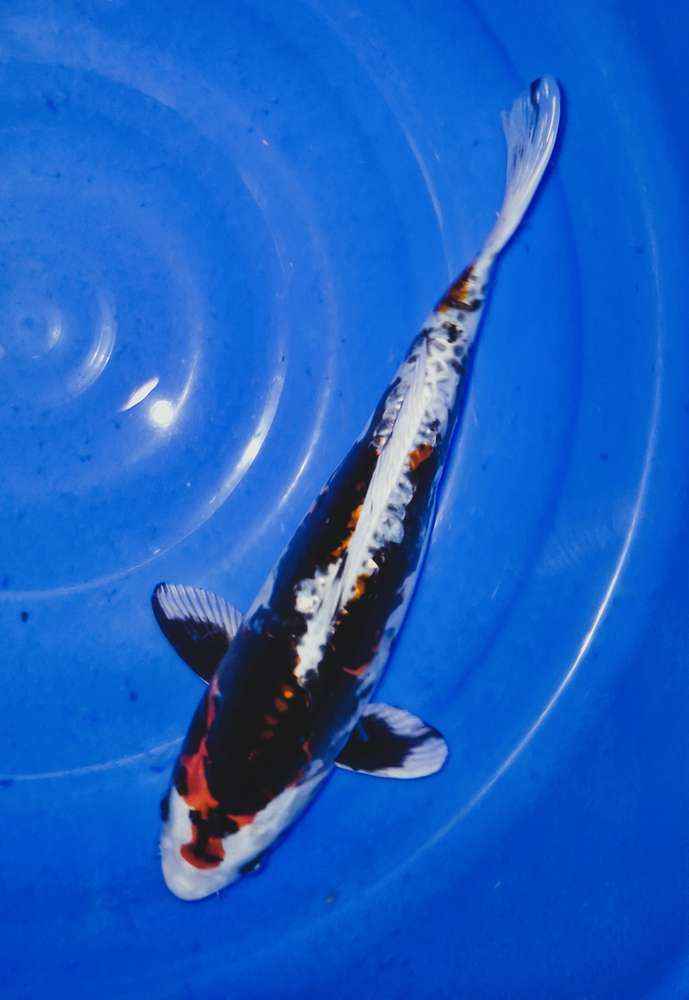 Kikokuryu 38 cm Kikokuryu 38 cm