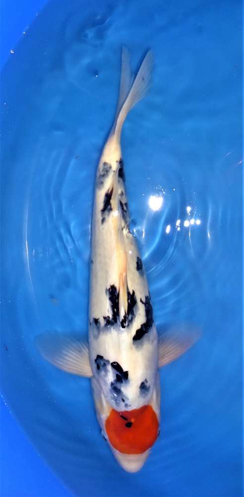 Tancho Showa 45 cm Tancho Showa 45 cm