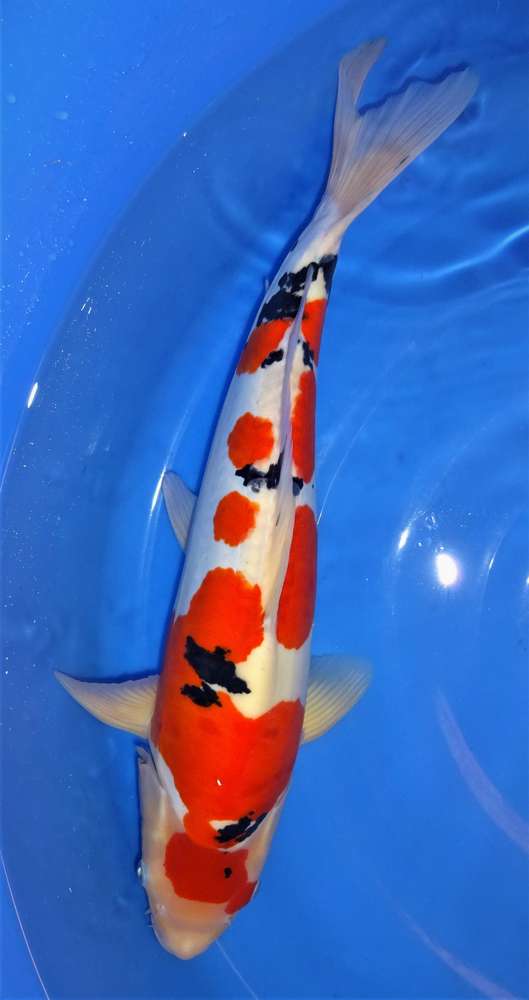 Doitsu Sanke 54 cm Doitsu Sanke 54 cm