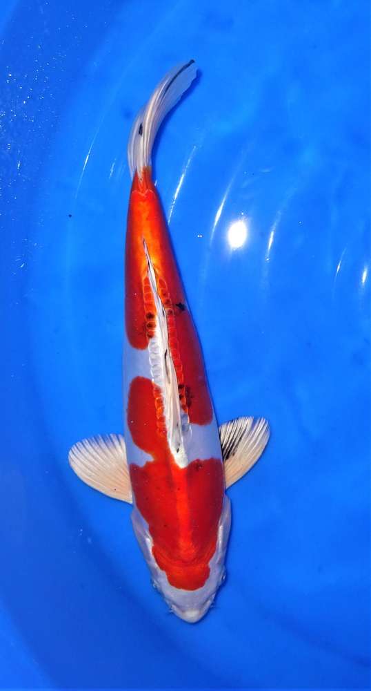 Yamatonishiki 38 cm Yamatonishiki 38 cm