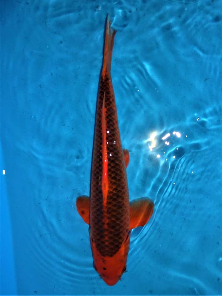Aka Matsuba 42 cm Aka Matsuba 42 cm