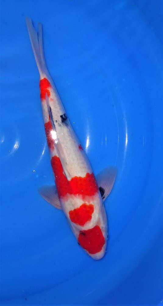 Showa 40 cm Showa 40 cm