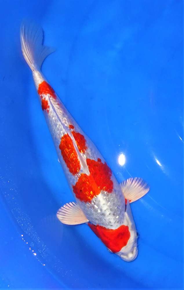 Yamatonishiki 39 cm Yamatonishiki 39 cm
