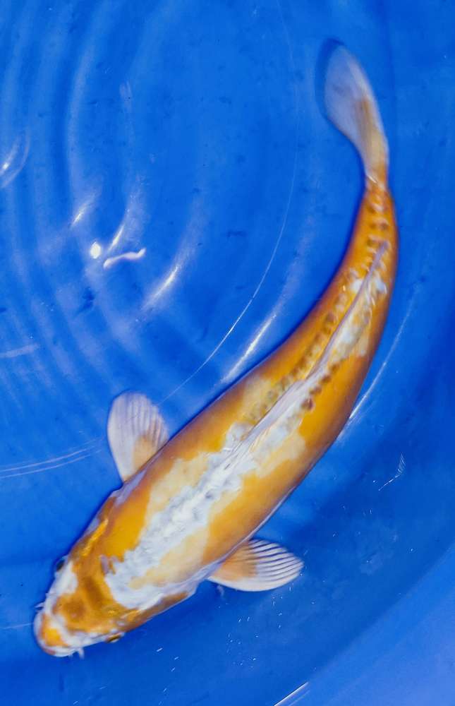 Kawarimono 43 cm Kawarimono 43 cm