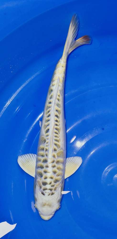 Doitsu Hariwake 43 cm Doitsu Hariwake 43 cm