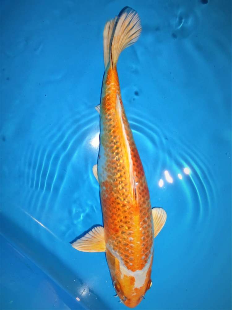 Ginrin Hariwake 36 cm Ginrin Hariwake 36 cm