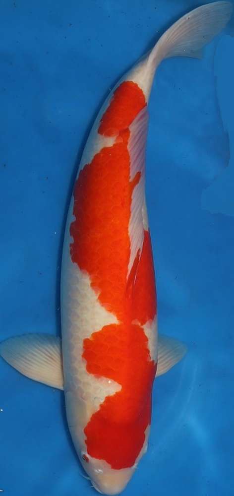 Kohaku 63 cm