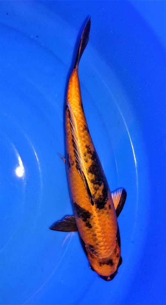 Utsuri 37 cm Utsuri 37 cm