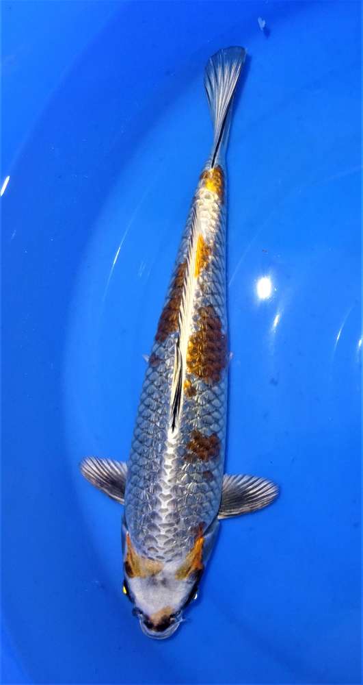 Metallic Ginrin Kujaku 42 cm Metallic Ginrin Kujaku 42 cm