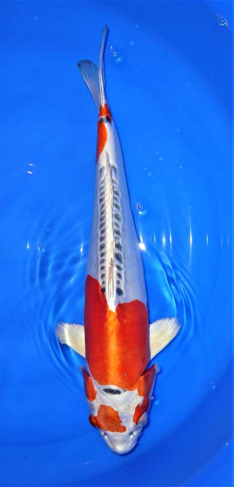 Beni Kikokuryu 55 cm Beni Kikokuryu 55 cm