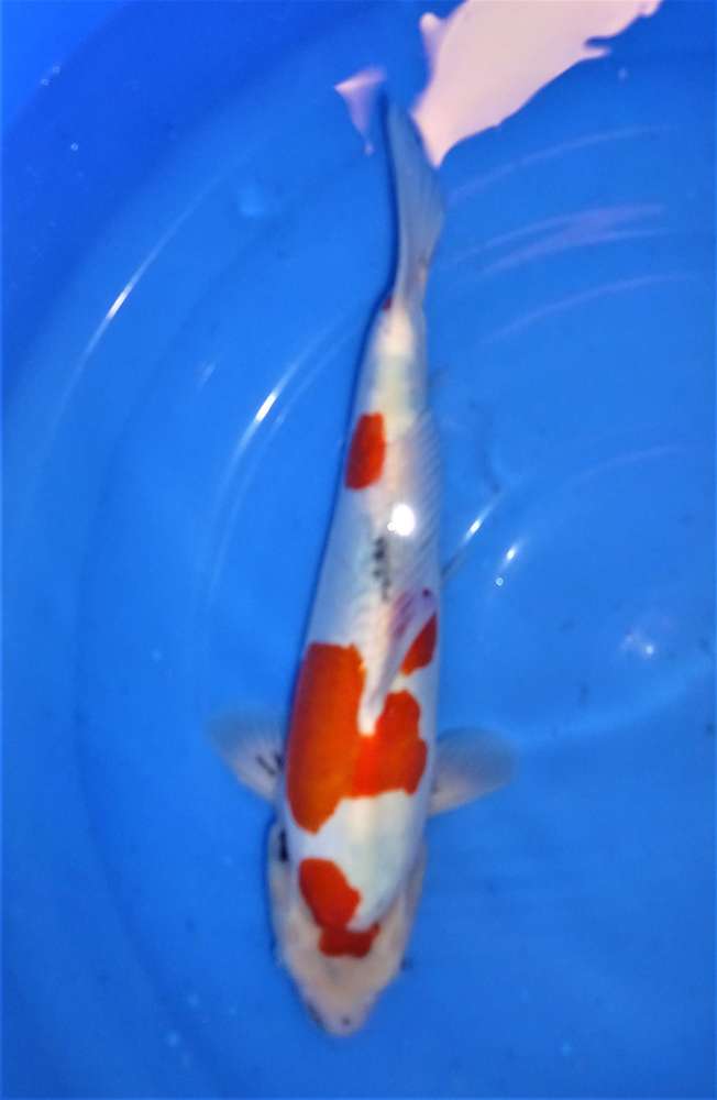 Doisu Sanke 38 cm Doisu Sanke 38 cm