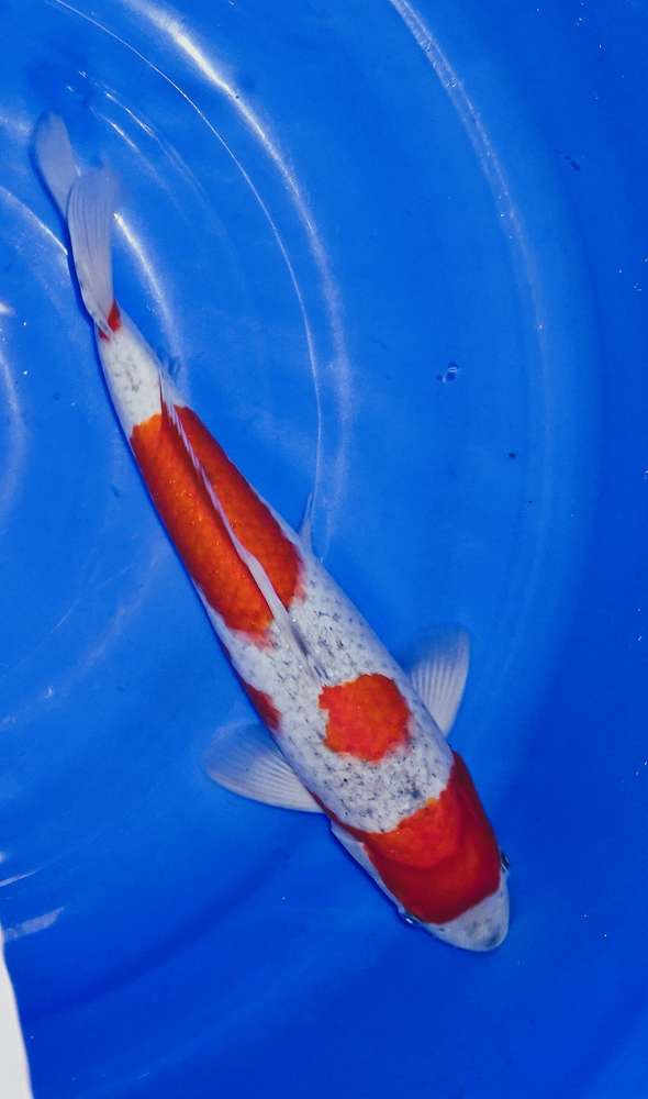Goshiki 40 cm Goshiki 40 cm